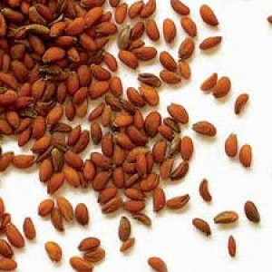 Семена кресс-салата