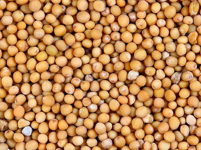 Семена горчицы