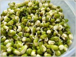 Проростки маша