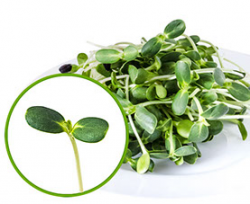 Подсолнечник