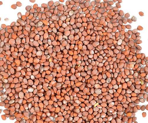 Семена редиса