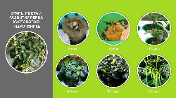 Подготовка растений к росту в гидропонике.