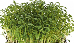 Кресс-салат