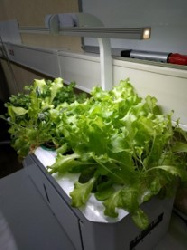 Об установке мини-фини.