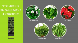 Почему стоит расположить растения вертикально?