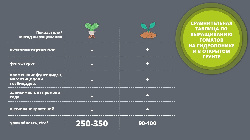 Томаты в гидропонной установке ФИТОБРЕВНО